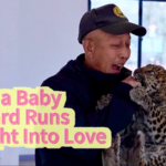 Baby Leopard's Viral Dash to Keeper's Arms Melts Hearts 🐆💖 video poster