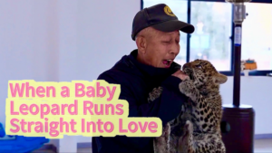 Baby Leopard's Viral Dash to Keeper's Arms Melts Hearts 🐆💖 video poster