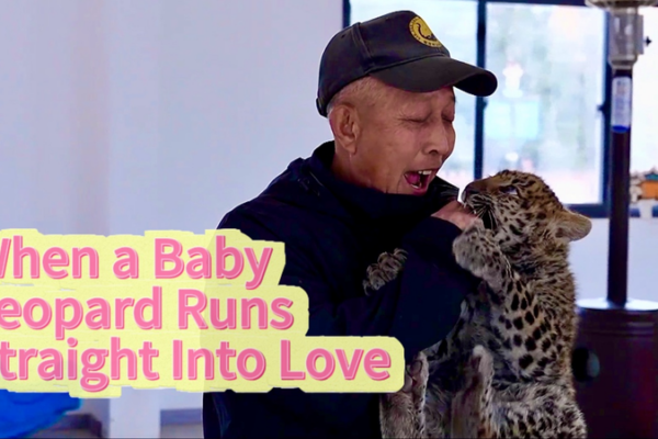 Baby Leopard's Viral Dash to Keeper's Arms Melts Hearts 🐆💖 video poster