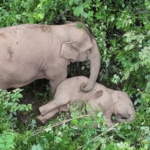 Yunnan’s Elephant Guardians: Tech & Teamwork Foster Human-Wildlife Harmony 🌍🐘 video poster