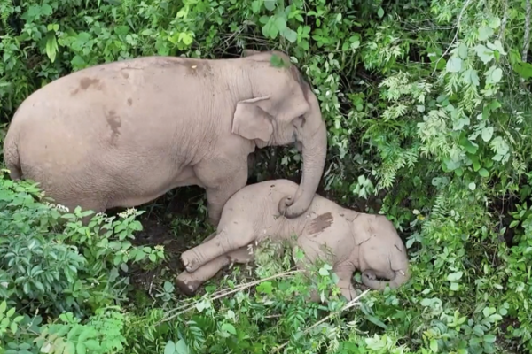 Yunnan’s Elephant Guardians: Tech & Teamwork Foster Human-Wildlife Harmony 🌍🐘 video poster