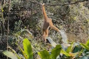Rare White-Cheeked Gibbons Thrive in Yunnan's Pu'er Forest 🌿🐒 video poster