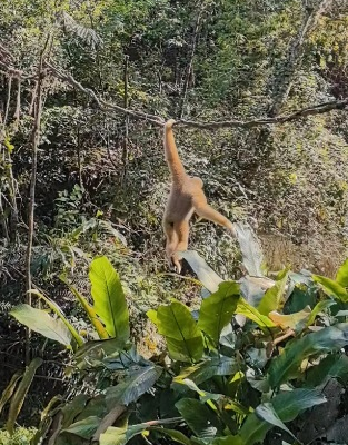 Rare White-Cheeked Gibbons Thrive in Yunnan's Pu'er Forest 🌿🐒 video poster