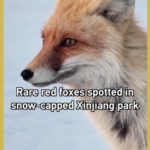 Rare Red Foxes Spotted in Xinjiang's Snowy Wilderness 🦊❄️ video poster