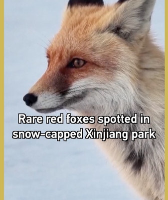 Rare Red Foxes Spotted in Xinjiang's Snowy Wilderness 🦊❄️ video poster