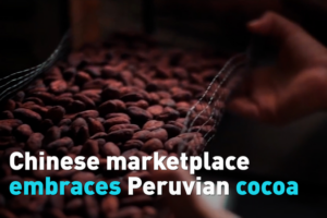 Peruvian Cocoa Craze Hits Chinese Markets 🍫 video poster