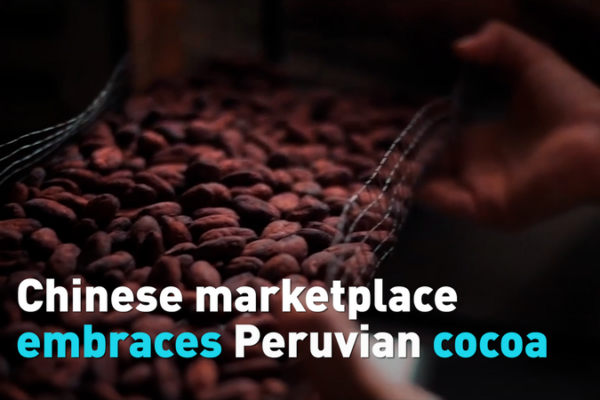 Peruvian Cocoa Craze Hits Chinese Markets 🍫 video poster