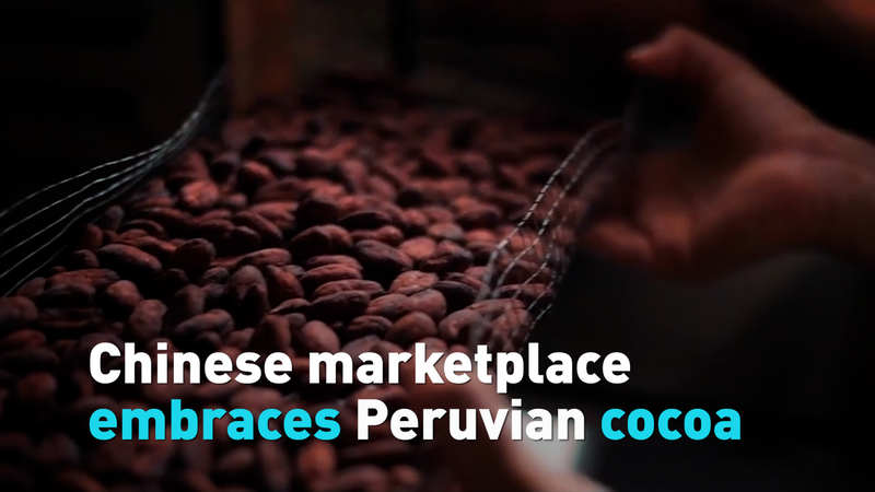 0SWX81LZRIDJ323IISR9 - 🌍NewspaperAmigo – Your Global News Buddy 🗞️ Peruvian Cocoa Craze Hits Chinese Markets 🍫 video poster