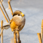 Rare 'Panda of Birds' Spotted in China After 9-Year Absence 🐦🎉