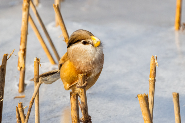 Rare 'Panda of Birds' Spotted in China After 9-Year Absence 🐦🎉