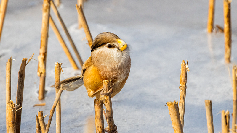 Rare 'Panda of Birds' Spotted in China After 9-Year Absence 🐦🎉
