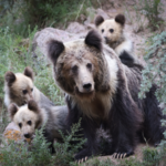 Chinese Scientists Unveil Nighttime Strategy to Reduce Human-Wildlife Clashes 🐆🌙