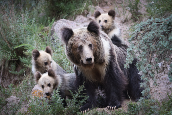 Chinese Scientists Unveil Nighttime Strategy to Reduce Human-Wildlife Clashes 🐆🌙
