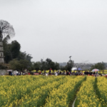 Spring Blossoms Boost Rural Tourism & Incomes Across China 🌼🚀 Spring Blossoms Boost Rural Tourism & Incomes Across China 🌼🚀 video poster