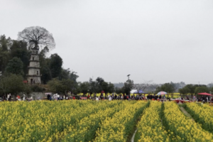 Spring Blossoms Boost Rural Tourism & Incomes Across China 🌼🚀 video poster