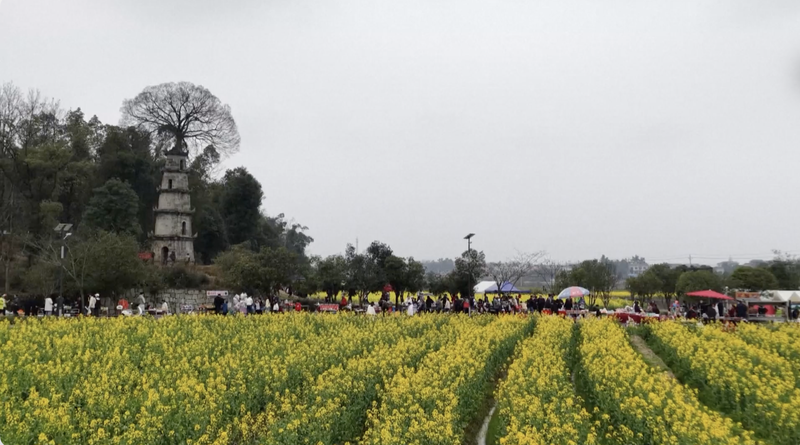 Spring Blossoms Boost Rural Tourism & Incomes Across China 🌼🚀 video poster
