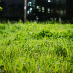 Chinese Scientists Unveil Zero-Pollution Weed Killer 🌱✨