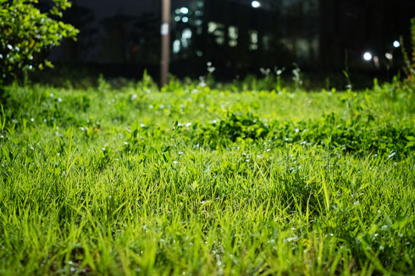 Chinese Scientists Unveil Zero-Pollution Weed Killer 🌱✨