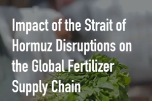 Middle East Tensions Threaten Sudan's Food Security 🌍🍲 video poster