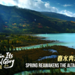 Spring Awakens China's Altai Mountains 🌸🏔️ video poster