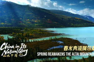 Spring Awakens China's Altai Mountains 🌸🏔️ video poster