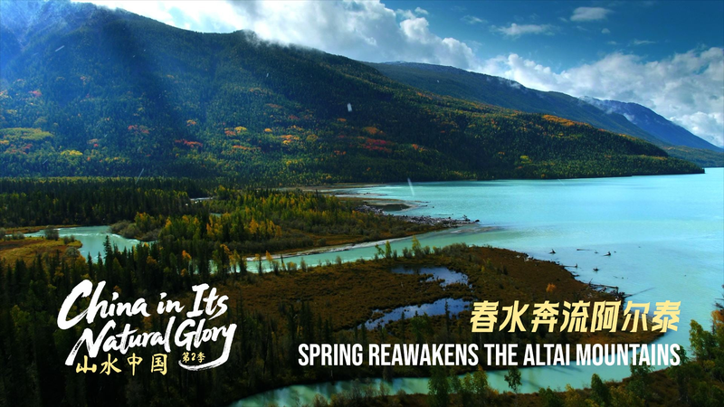 Spring Awakens China's Altai Mountains 🌸🏔️ video poster