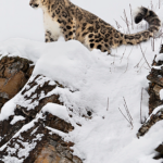 3J19D6ZFXKQDWNEHNQAO - 🌍NewspaperAmigo – Your Global News Buddy 🗞️ Xinjiang's Snow Leopards Thrive in New Conservation Success 🏔️🐆 video poster