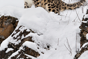 Xinjiang's Snow Leopards Thrive in New Conservation Success 🏔️🐆 video poster