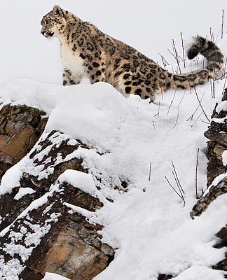 Xinjiang's Snow Leopards Thrive in New Conservation Success 🏔️🐆 video poster