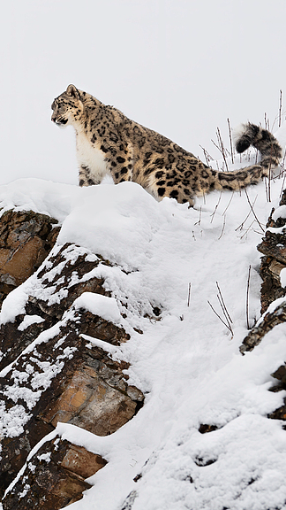 Xinjiang's Snow Leopards Thrive in New Conservation Success 🏔️🐆 video poster