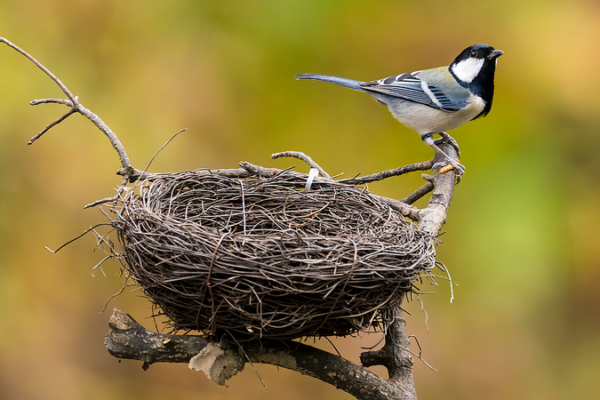 Shenzhen Principal Sparks Debate: Birds vs. Books 🐦📚