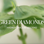 Hydroponics Revolution: Lesotho's Green Diamonds Fight Food Crisis 🌱💎 video poster