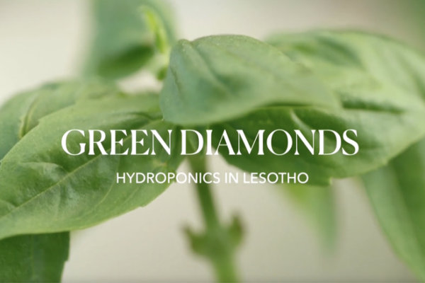 Hydroponics Revolution: Lesotho's Green Diamonds Fight Food Crisis 🌱💎 video poster