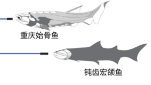 Ancient Fish Fossils in China Bridge Evolution Gap 🌊🐟➡️🧑