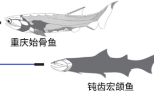 Ancient Fish Fossils in China Bridge Evolution Gap 🌊🐟➡️🧑