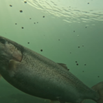 44YH46LG1NSI0DTHB2EG - 🌍NewspaperAmigo – Your Global News Buddy 🗞️ Smart Fisheries Transform Yellow River into Prosperity Hub 🌊🐟 video poster