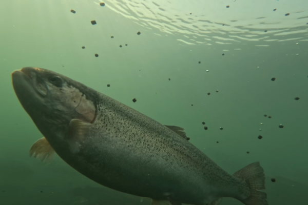 Smart Fisheries Transform Yellow River into Prosperity Hub 🌊🐟 video poster