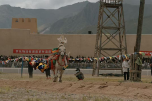 Tibetan New Year Horse Racing Revives Ancient Equestrian Spirit 🐎✨