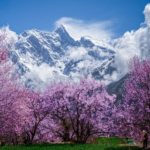 Nyingchi’s Peach Blossoms Paint Xizang Plateau in Pink 🌸🏔️