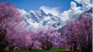 Nyingchi’s Peach Blossoms Paint Xizang Plateau in Pink 🌸🏔️