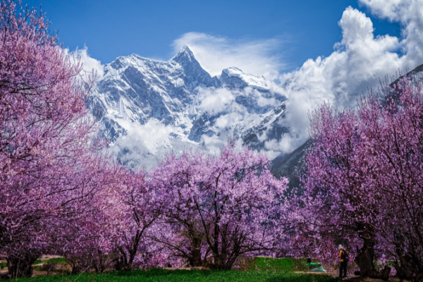Nyingchi’s Peach Blossoms Paint Xizang Plateau in Pink 🌸🏔️