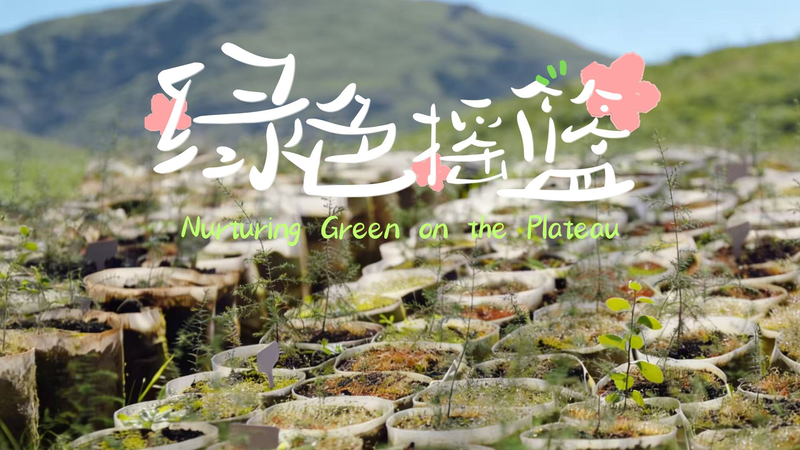 Lhasa's Green Revolution: How a 5-Year Afforestation Project Transformed the Plateau 🌱🏔️ video poster