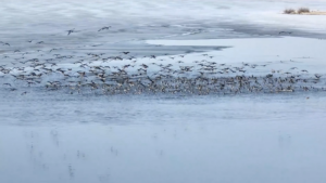 Spring Migration Spectacle: Birds Flock to Inner Mongolia's Lakes 🌸🦆 video poster
