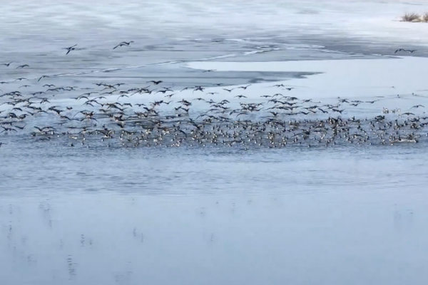 Spring Migration Spectacle: Birds Flock to Inner Mongolia's Lakes 🌸🦆 video poster