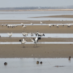 Shaanxi's Wetlands: A Birdwatcher's Paradise in 2026 🌍🦢 video poster