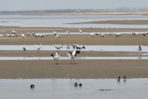Shaanxi's Wetlands: A Birdwatcher's Paradise in 2026 🌍🦢 video poster