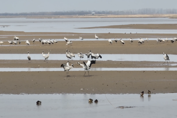 Shaanxi's Wetlands: A Birdwatcher's Paradise in 2026 🌍🦢 video poster