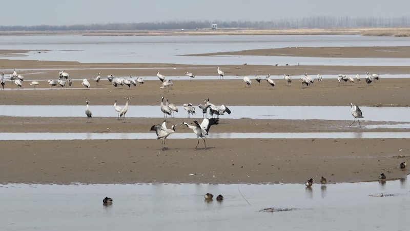 4YK9AR0QG80JN8KA1RC0 - 🌍NewspaperAmigo – Your Global News Buddy 🗞️ Shaanxi's Wetlands: A Birdwatcher's Paradise in 2026 🌍🦢 video poster