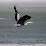 SOS in the Sky: How Bird Cries Are Becoming a Global Wake-Up Call 🐦🔊 video poster