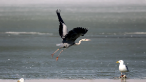 SOS in the Sky: How Bird Cries Are Becoming a Global Wake-Up Call 🐦🔊 video poster